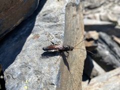 Urocerus flavicornis