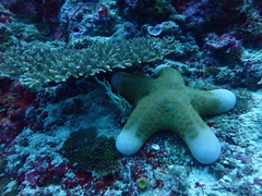 Acropora