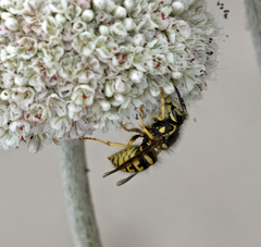 Dolichovespula arenaria