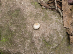 Fungi
