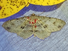Melanolophia canadaria