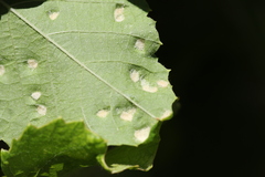 Colomerus vitis