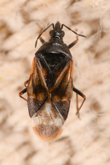 Anthocoris