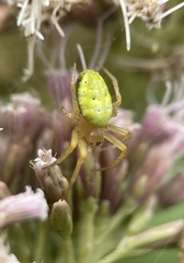 Araniella
