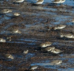 Calidris pusilla