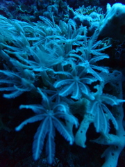 Clavularia