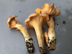 Cantharellus lateritius
