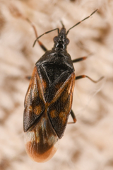Anthocoris