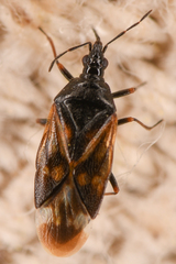 Anthocoris