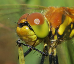 Sympetrum danae