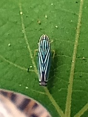 Cicadellini