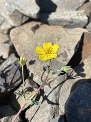 Potentilla glaucophylla