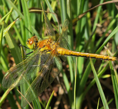 Sympetrum danae