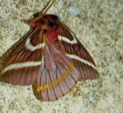 Paradirphia rectilineata