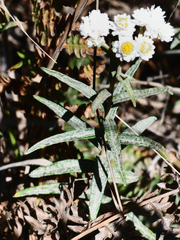 Anaphalis margaritacea