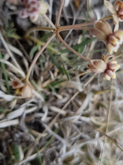 Asclepias senecionifolia