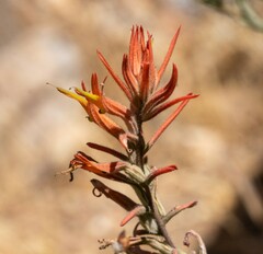 Castilleja subinclusa