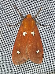 Hyperthaema orbicularis