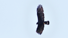 Buteo albonotatus