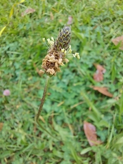 Plantago lanceolata