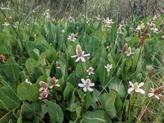 Anemopsis californica