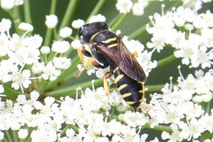 Ectemnius
