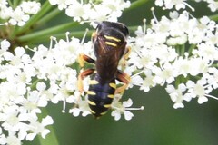 Ectemnius