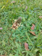 Plantago lanceolata