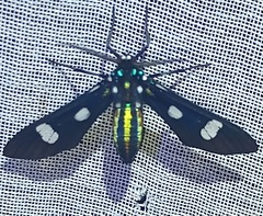 Leucotmemis nexa