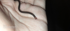 Liotyphlops albirostris
