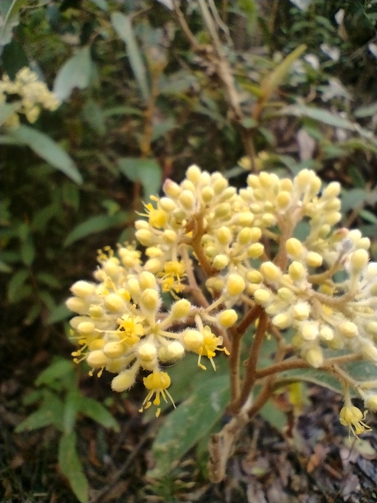 Pomaderris intermedia - Inner West indigenous plant