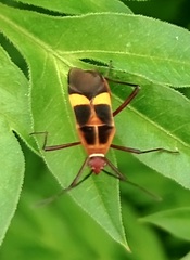 Hypselonotus interruptus