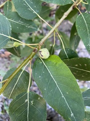 Pemphigus populicaulis