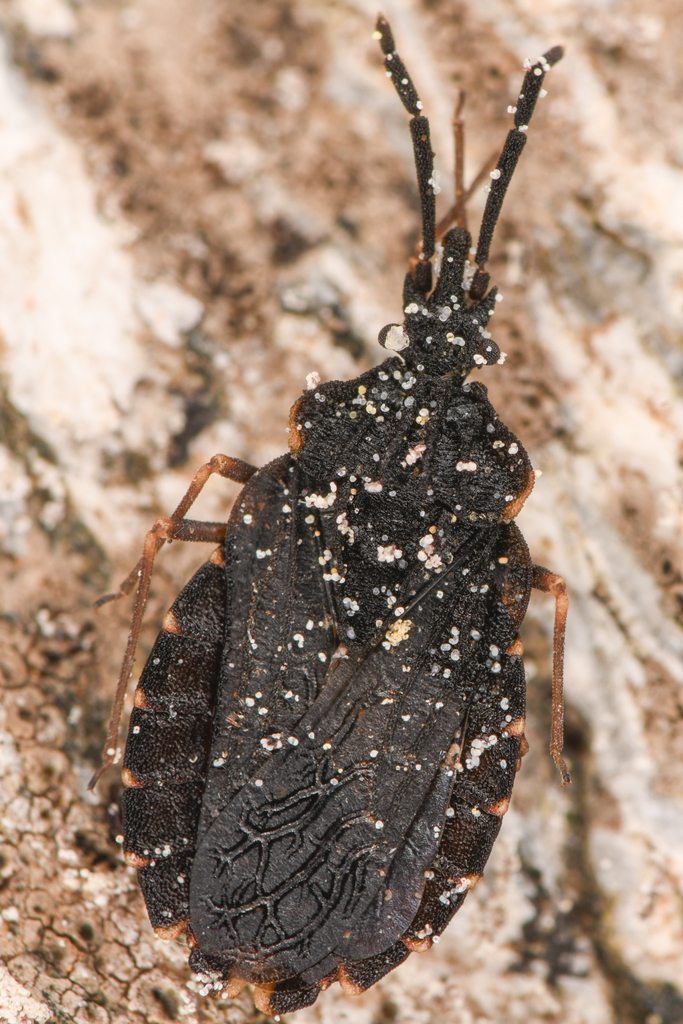 Aradus compressus