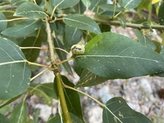 Pemphigus populicaulis