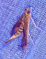 Agathodes monstralis