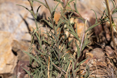 Castilleja subinclusa