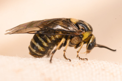 Tenthredinoidea