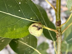 Pemphigus populicaulis