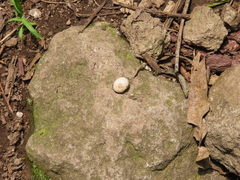 Fungi