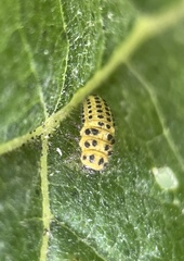 Psyllobora vigintiduopunctata