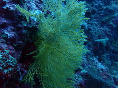 Melithaea