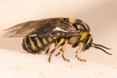 Tenthredinoidea