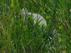 Malaclemys terrapin terrapin