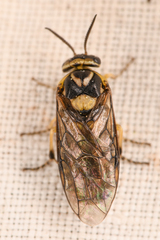 Tenthredinoidea