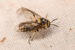 Tenthredinoidea