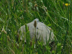 Malaclemys terrapin terrapin