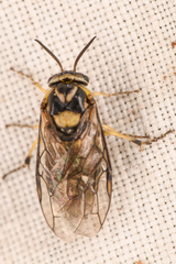 Tenthredinoidea
