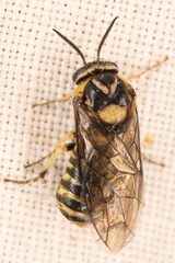Tenthredinoidea