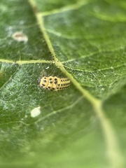 Psyllobora vigintiduopunctata